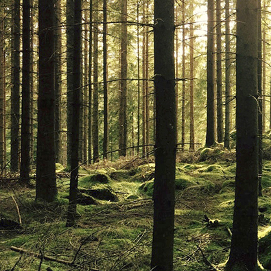 Wood (photo)