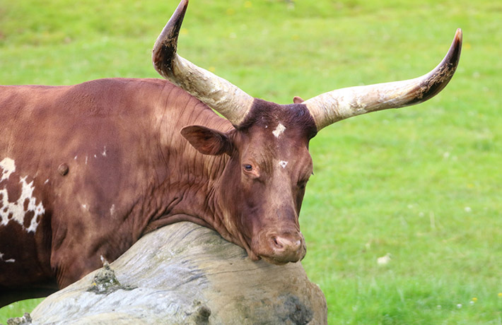 Bull (photo)