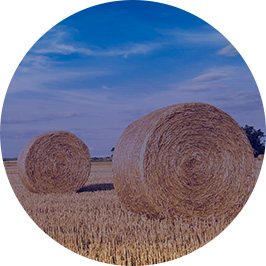 Low carbon raw materials (photo)