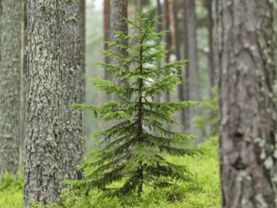 Growing forests (photo)